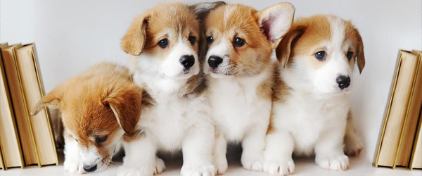 What Puppy Are You Based On Your Game Choices?